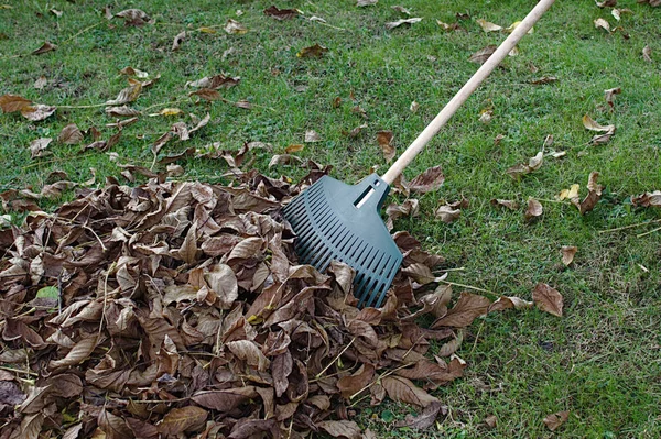 rake leaves in the garden