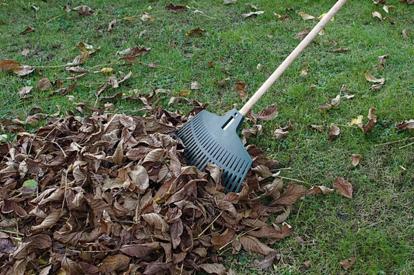 Feuilles Râteau Dans Jardin — Photo