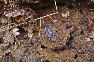 Ormandaki büyük tespih böcekleri.