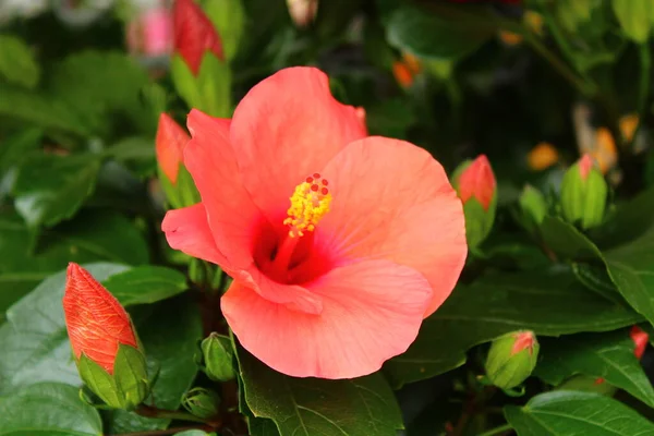 Hibisco Vermelho Jardim — Fotografia de Stock