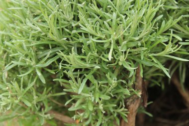 Yazın bahçede biberiye