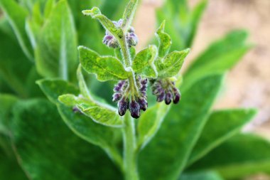 Çiçekli papatya tarlası