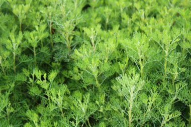 bahçede delikanlı sevgisi