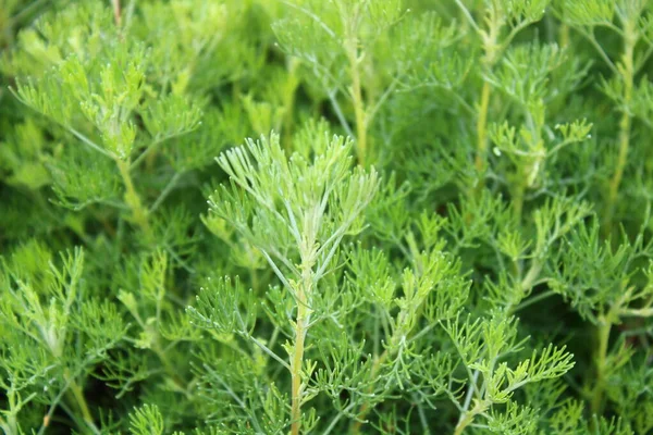 Bahçede Delikanlı Sevgisi — Stok fotoğraf