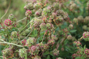 Bahçe burnetli bir tarla