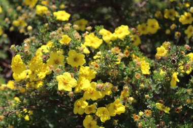 Bahçedeki çalı çırpı yağı.