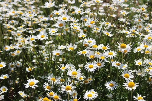 Bahçede Birçok Marguerites — Stok fotoğraf