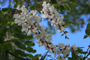Ormanda çiçek açan robinia.