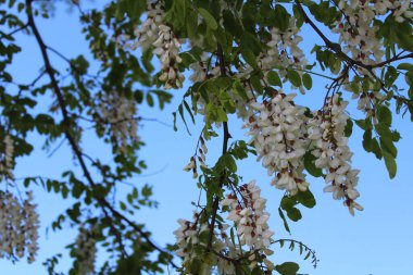 Ormanda çiçek açan robinia.