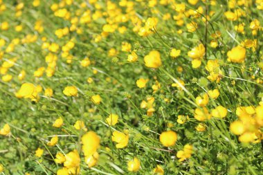 Bir sürü düğün çiçeği olan bir çayır.