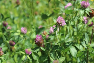 çayır yabani yonca