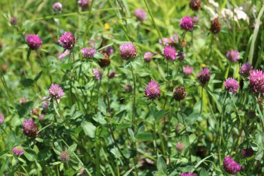 çayır yabani yonca