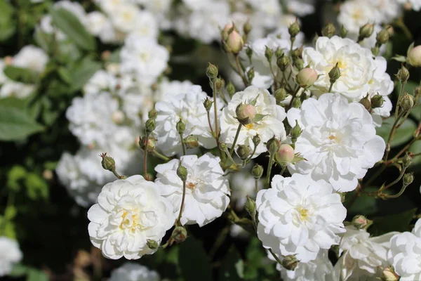Rosas Brancas Jardim — Fotografia de Stock