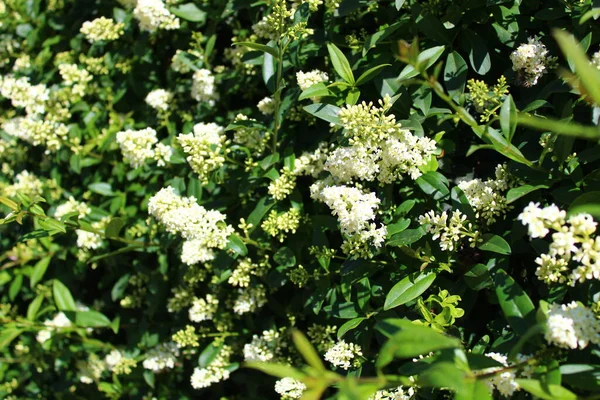 Blossoming privet in the garden — Stock Image Blossoming Privet Garden Stock Photo