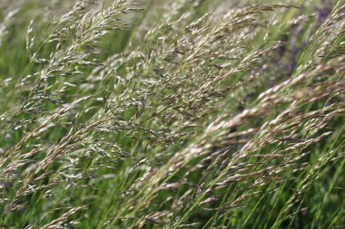 Yazın çayırdaki çimenler