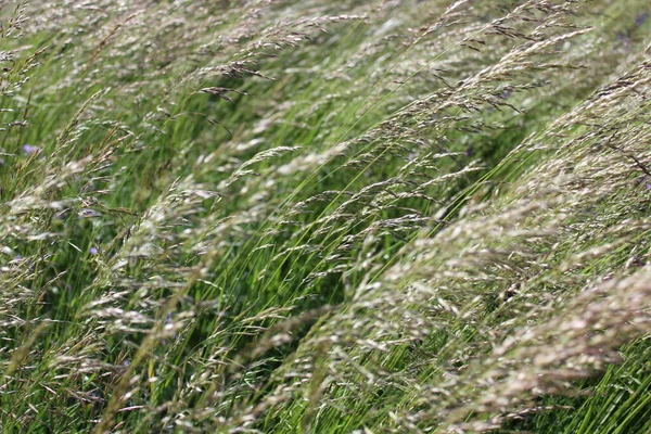 Gräs Äng Sommaren — Stockfoto