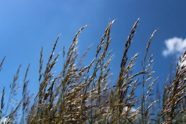 Yazın çayırdaki çimenler