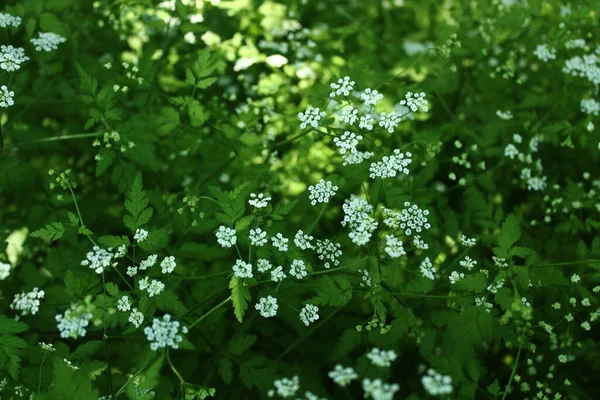 Cow Parsley Forest — Stock Photo, Image