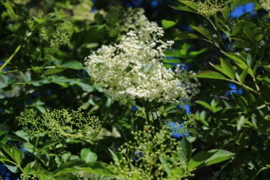İlkbaharda çiçek açan daha yaşlı.