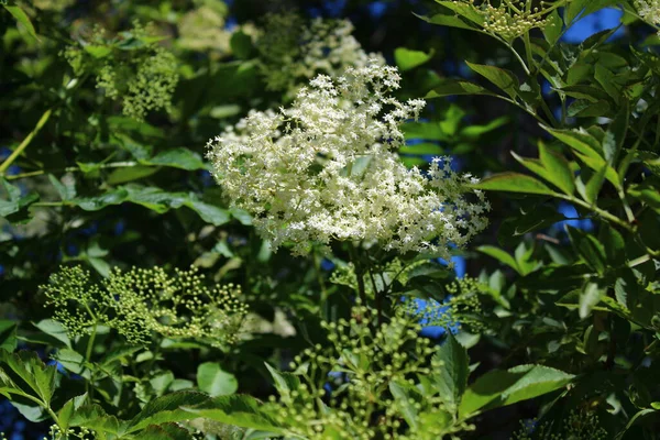 İlkbaharda çiçek açan daha yaşlı.