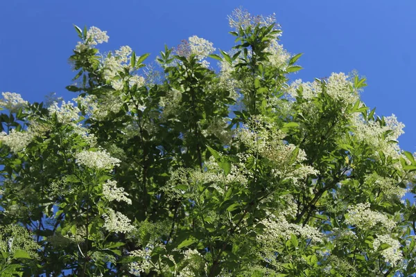 Sambuco Con Fiori Primavera — Foto Stock