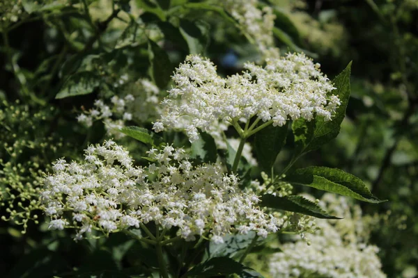 Fläder Med Blommor Ren — Stockfoto