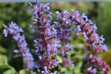 Bahçede çiçek açan nane şekeri