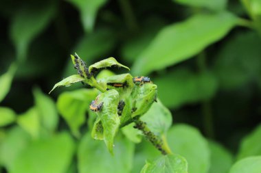 Bahçedeki uğur böceği larvası