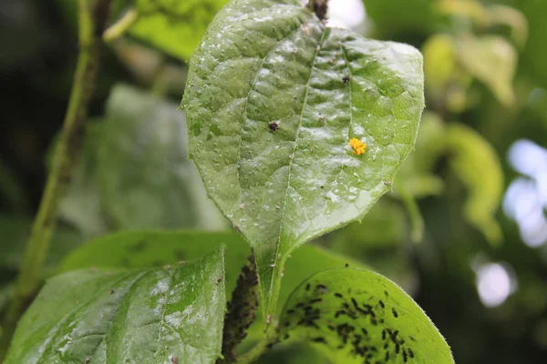 Yaprağın Üzerinde Uğur Böceği Yumurtaları — Stok fotoğraf