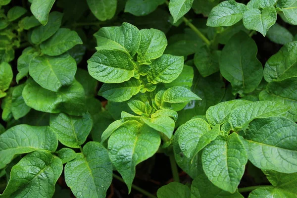 Muitas Plantas Batata Jardim — Fotografia de Stock