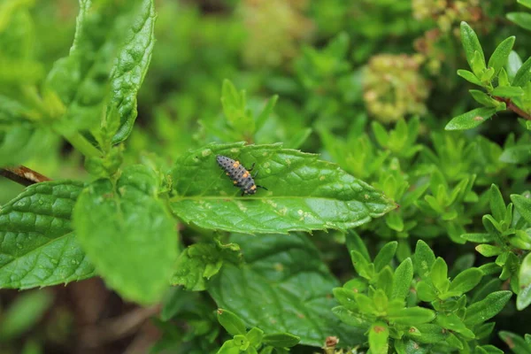 Larva Joaninha Jardim — Fotografia de Stock