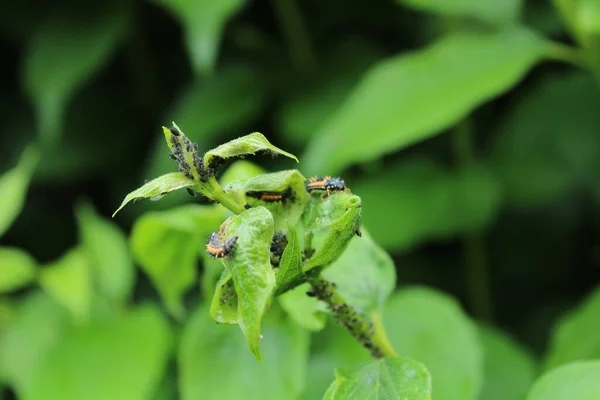 Larva Joaninha Jardim — Fotografia de Stock