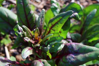 Bahçedeki renkli bahçe.