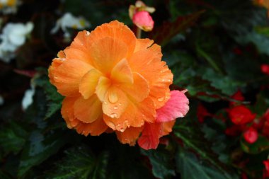 Bahçede ıslak begonya