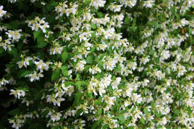 Bahçede güzel yasemin