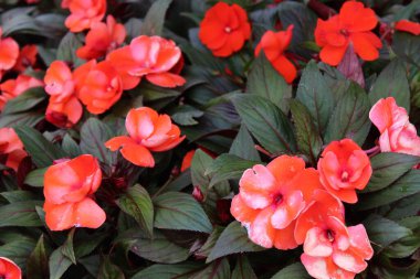 Bahçede çiçek açan meşgul Lizzie.