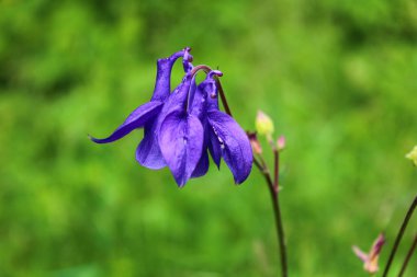 Bahçedeki mavi sütunlar
