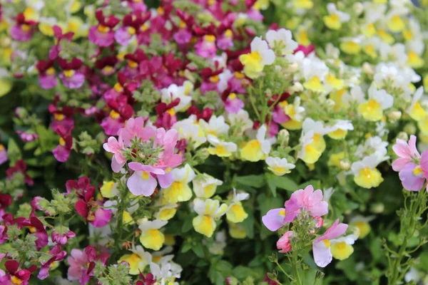 Πολύχρωμα Ανθισμένα Λουλούδια Στον Κήπο — Φωτογραφία Αρχείου