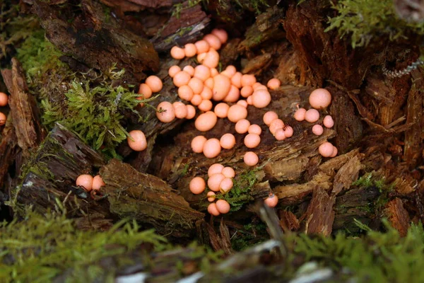 Nombreux Champignons Rouges Dans Forêt — Photo