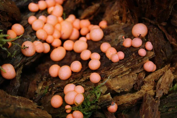 Muchos Hongos Rojos Bosque — Foto de Stock