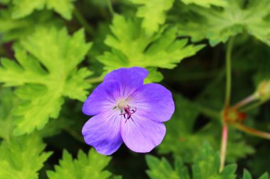 Bahçedeki mavi sardunya