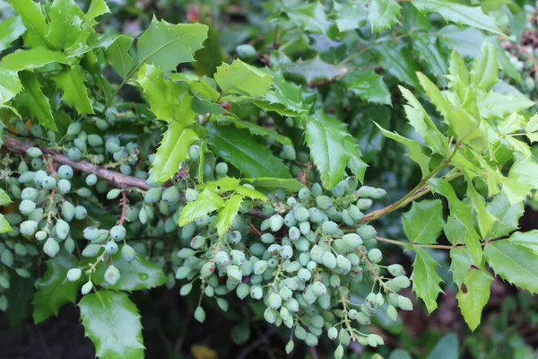 Fruits Mahonia Non Mûrs Dans Jardin — Photo