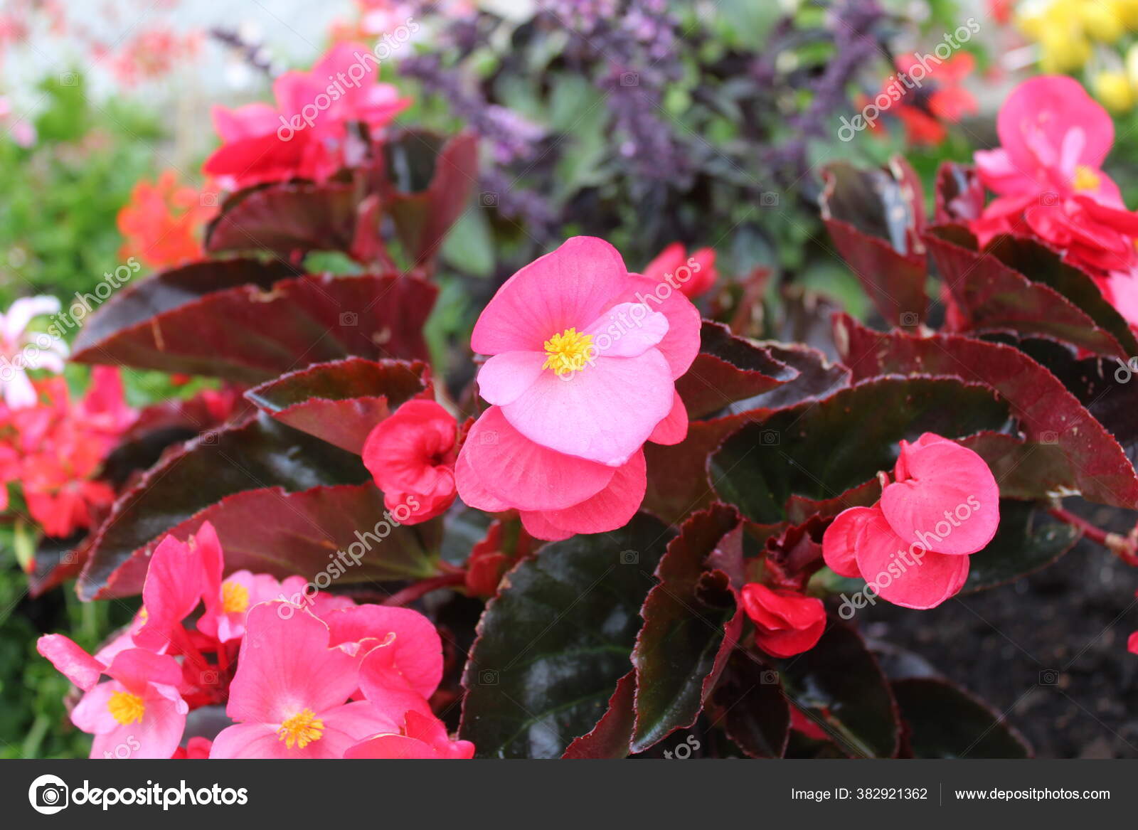 Wax Begonia Garden — Stock Photo © MartinaUnbehauen 382921362