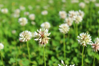 Çayırdaki beyaz yonca