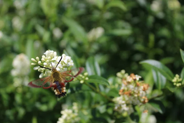 Hummingbird Hawk Moth Uma Flor — Fotografia de Stock