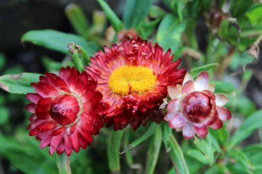 Bahçedeki ebedi çiçek.