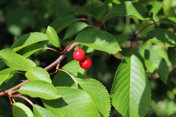 Cerezas Maduras Bosque —  Fotos de Stock