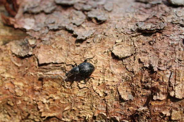 Weevil Ένα Φλοιό Στο Δάσος — Φωτογραφία Αρχείου