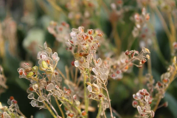 Alyssum Flétri Avec Des Graines Dans Jardin — Photo