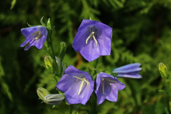 정원에 아름다운 꽃송이들 — 스톡 사진